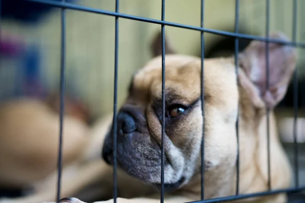 Pequeno Buldogue Francês Numa Gaiola Com Fundo Desfocado — Fotografia de Stock