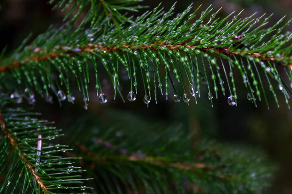 水滴のあるモミの枝のクローズアップショット — ストック写真