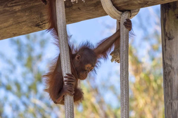 Selective Orangutan Baby Hanging Rope — Stock Photo, Image