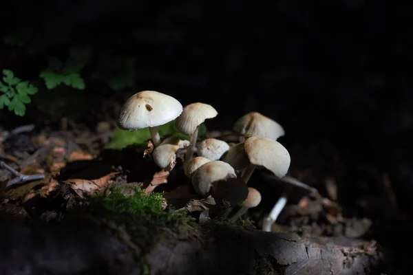 Gros Plan Champignons Sauvages — Photo