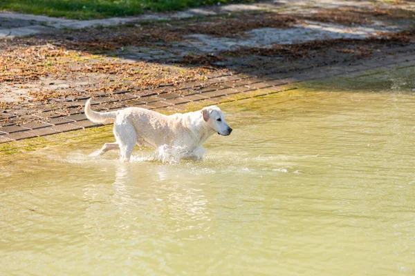 Een Schattige Labrador Zwemmen Een Kanaal — Stockfoto