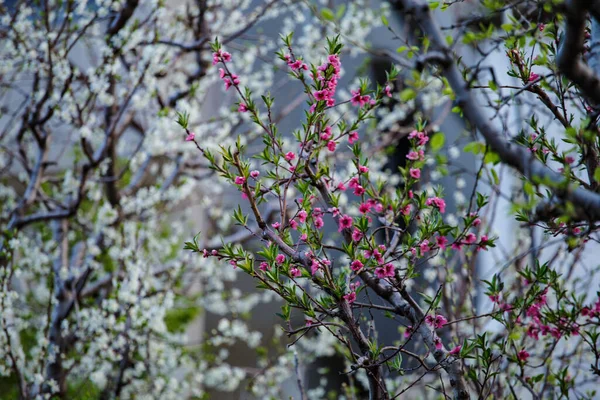 Beautiful Shot Blossoming Tree — Stockfoto