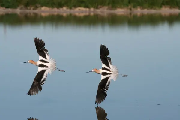 Two Avocets Reflected Water — Stock Photo, Image