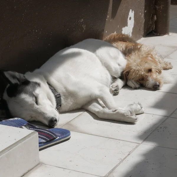 Beautiful Shot Two Pet Dogs Sleeping Ground Sunlight Brown Wall — Stock Photo, Image