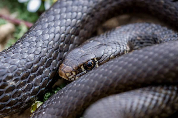 Close Macro Shot Black Western Whip Snake Hierophis Viridiflavus Basking — Stock Photo, Image