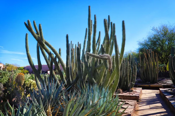 Beautiful View Variety Organ Pipe Cactuses Sunny Day — Stock Photo, Image