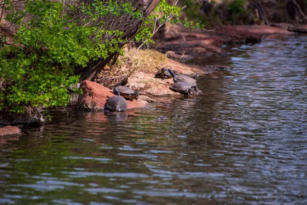 Simsköldpaddor Rogers Botaniska Trädgårdar Oklahoma Usa — Stockfoto