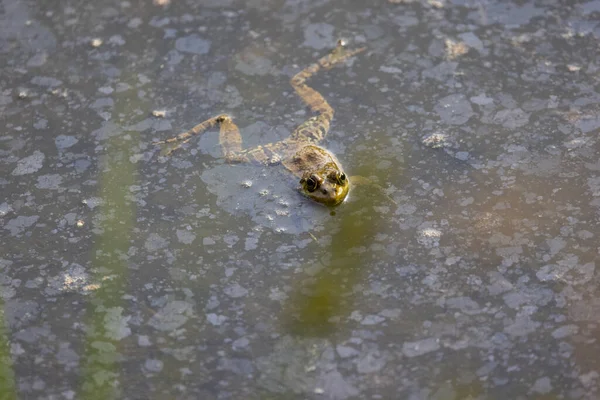 自然の中で沼を泳ぐカエル — ストック写真