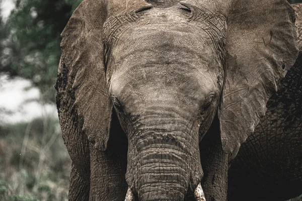 Wielki Słoń Safari Parku Narodowym Serengeti Tanzania — Zdjęcie stockowe