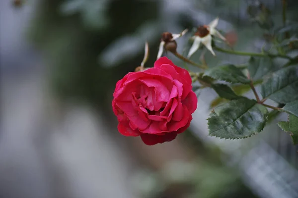 Vacker Utsikt Över Blommande Rosa Ros Suddig Bakgrund — Stockfoto