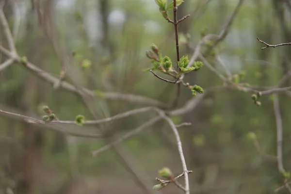 Foyer Peu Profond Une Branche Arbre Fleurs Vertes Avec Fond — Photo