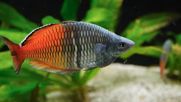 Großaufnahme Des Farbenfrohen Boeseman Rainbow Fish Melanotaenia Boesemani — Stockfoto
