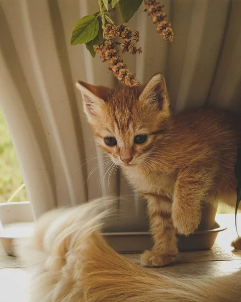 植物の下の木製デッキに足を上げてかわいいオレンジ色の子猫のクローズアップ — ストック写真