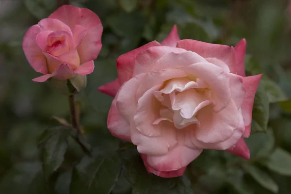 Close Pink Rose Garden — Stock Photo, Image