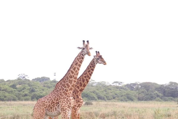Twee Giraffen Nationaal Park Nairobi — Stockfoto
