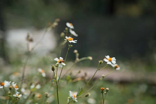 Foco Poco Profundo Flores Silvestres Mendigo Creciendo Jardín — Foto de Stock