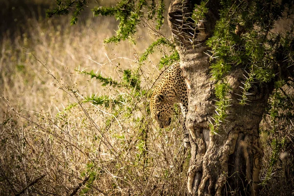 Krásný Leopard Stromě Safari Národním Parku Serengeti Tanzanie — Stock fotografie