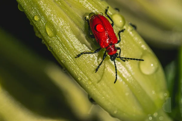 Primer Plano Escarabajo Lirio Escarlata Brote Lirio Con Gotas Rocío — Foto de Stock