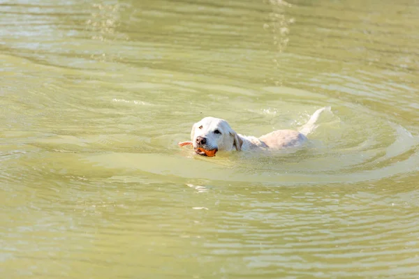 Lindo Labrador Nadando Canal —  Fotos de Stock
