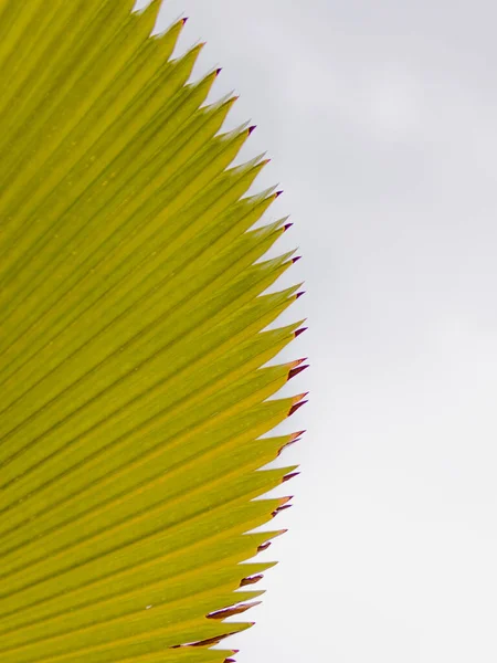 Знімок Верхнього Виду Прикрашеної Текстури Зеленого Листя Білому Тлі Пробілом — стокове фото