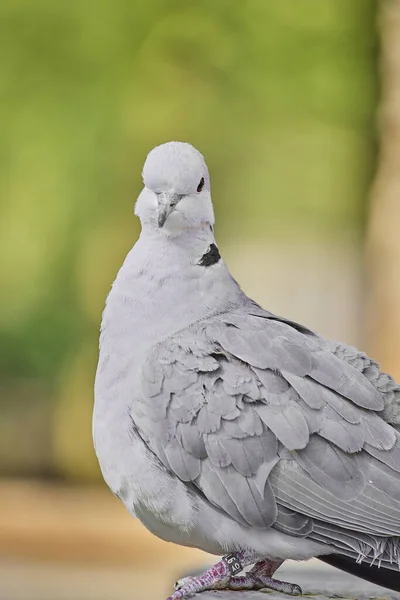 Piękne Ujęcie Eurazjatyckiego Gołębia — Zdjęcie stockowe