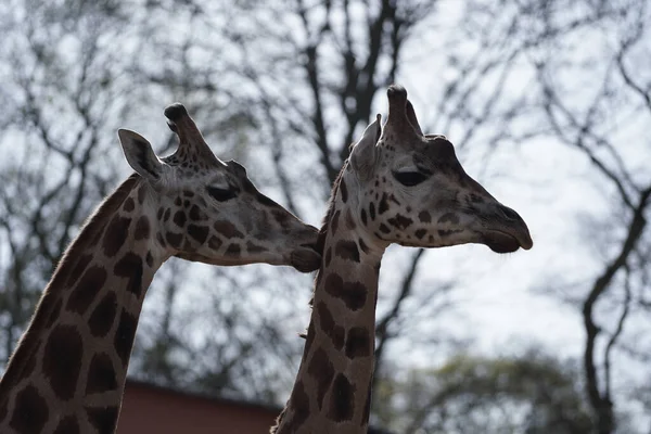 Gros Plan Deux Jolies Girafes Câlinant Dans Zoo Schwerin Sous — Photo