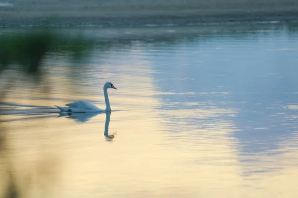 Вид Лебедя Блуждающего Озере — стоковое фото