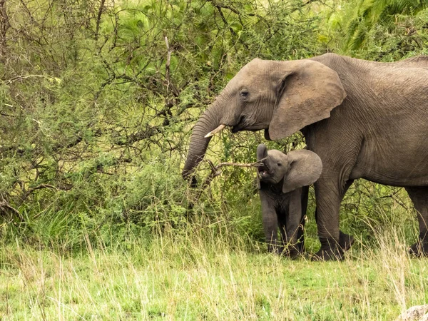 Madre Elefante Bebé Parque Nacional Del Serengeti Tanzania — Foto de Stock