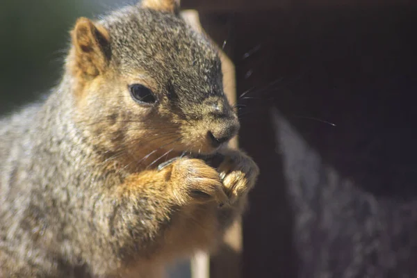 Gros Plan Petit Écureuil Mangeant Quelque Chose Par Une Journée — Photo