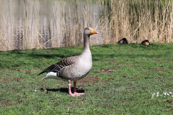 Gros Plan Une Oie Marchant Sur Herbe — Photo