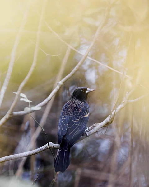 Eine Flache Nahaufnahme Eines Star Vogels Auf Einem Ast — Stockfoto