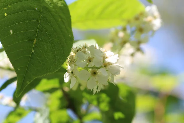 晴れた日に庭で成長する白い花の塊 — ストック写真