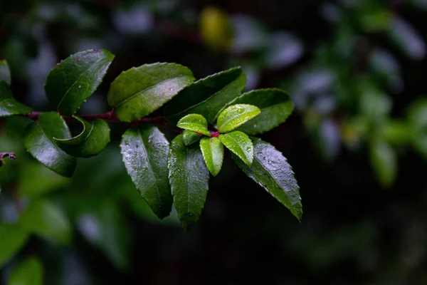 Eine Nahaufnahme Von Dunkelgrünen Blättern Mit Wassertropfen — Stockfoto