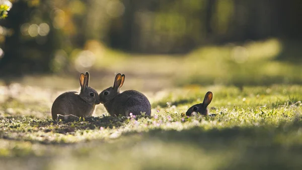 Cute Rabbits Kissing Grass Park Sunny Day — Stock Photo, Image