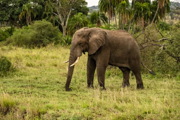 Wielki Słoń Safari Parku Narodowym Serengeti Tanzania — Zdjęcie stockowe