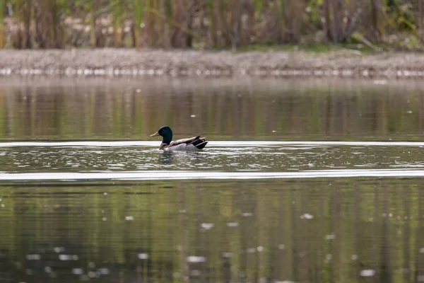 Pato Nadando Solo Lago Naturaleza — Foto de Stock