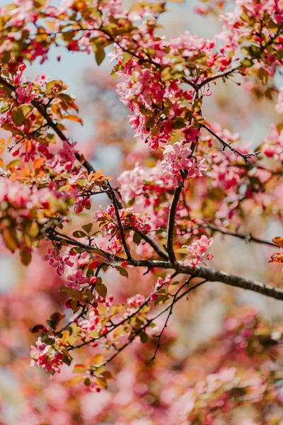 Een Verticaal Selectief Focus Shot Van Bloeiende Rose Appelboom Bloemen — Stockfoto
