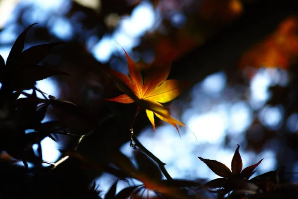 背景にぼやけた紅葉の絶景 — ストック写真