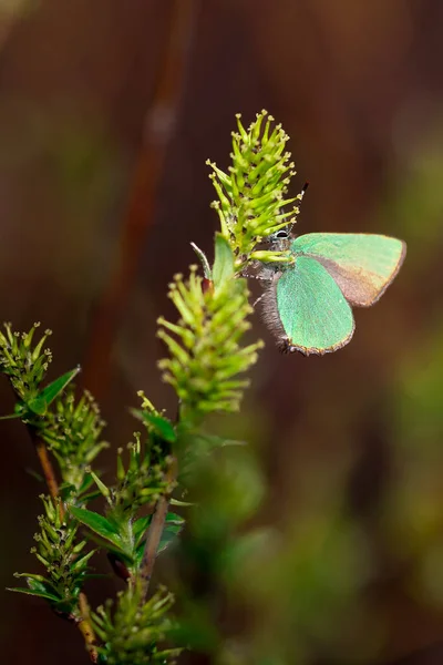 Vertical Shot Green Hairstreak Butterfly Perched Green Plant — Stock Photo, Image