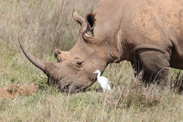 Rinocer Mare Pasăre Albă Safari Parcul Național Nairobi — Fotografie, imagine de stoc