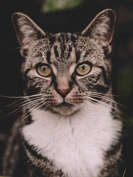 Otların Arasında Oturan Kedi — Stok fotoğraf