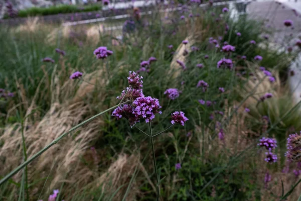 Primer Plano Púrpura Vervalles Floreciendo Jardín — Foto de Stock