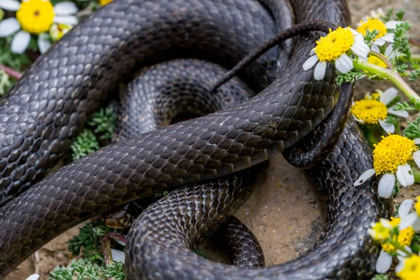 Black Western Whip Snake Hierophis Viridiflavus Curled Basking Maltese Sea — Zdjęcie stockowe