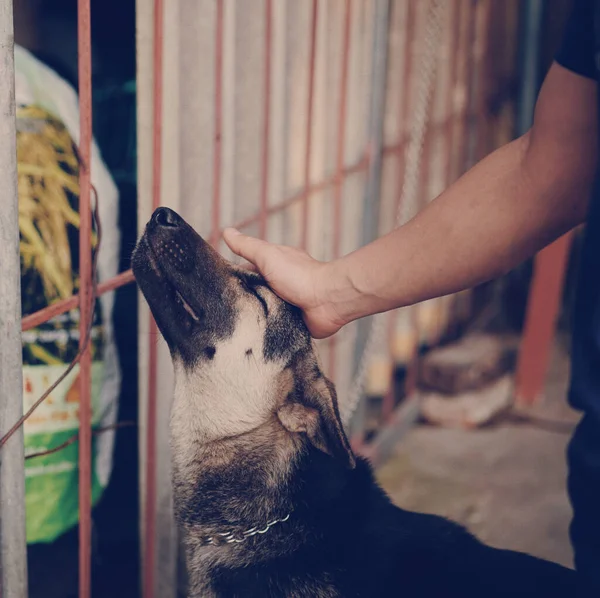 Nahaufnahme Einer Hand Die Einen Entzückenden Hund Streichelt — Stockfoto