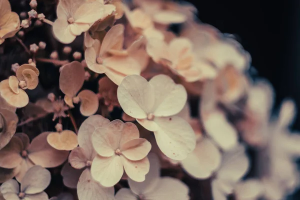 Eine Nahaufnahme Französischer Hortensienblüten Auf Schwarzem Hintergrund — Stockfoto