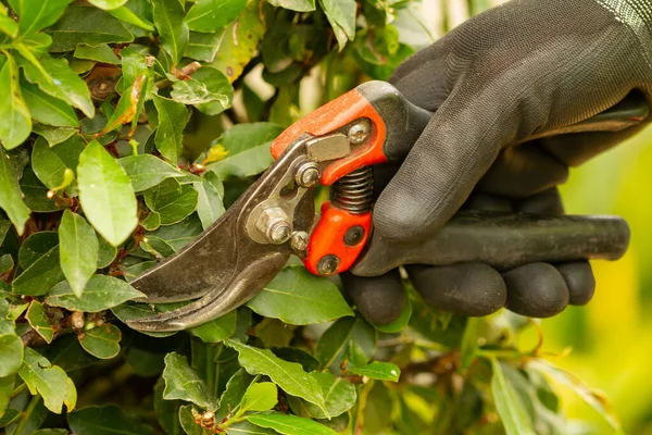Jardineiro Irreconhecível Podar Uma Sebe Com Tesouras Poda Abordagem Seletiva — Fotografia de Stock