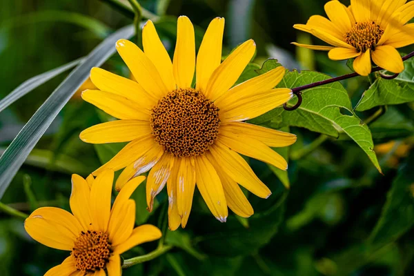 Primo Piano Falsi Girasoli Sfondo Sfocato — Foto Stock