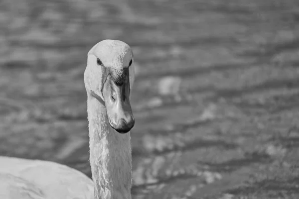 Серый Снимок Одинокого Белого Лебедя Плывущего Спокойному Озеру — стоковое фото