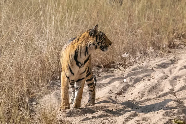 Tigre Marchant Sur Chemin Terre Dans Forêt Inde Madhya Pradesh — Photo