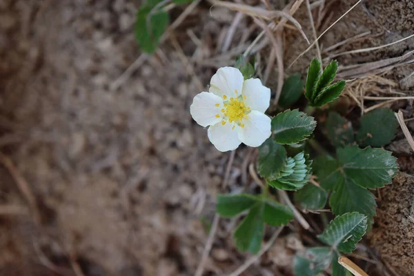 Fragaria Viridis Çiçeğinin Yakın Plan Fotoğrafı Gün Işığında Bahçede Yeşil — Stok fotoğraf